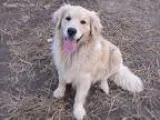 Male Puppies