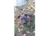 Adopt AUTUMN a Pit Bull Terrier