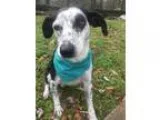Adopt Pepper Dog a Black - with White Rat Terrier  Cattle Dog  M