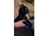 Adopt Rider a Black Labrador Retriever  Mixed dog in White Settl