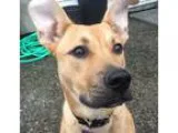 Adopt Mabel a TanYellowFawn German Shepherd Dog  Mixed dog in Su