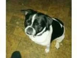 Adopt Scrappy a Pug Jack Russell Terrier