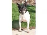 Adopt Jac a Jack Russell Terrier