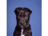 Adopt Wilona (baby girl) a Domestic Short Hair