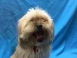 Adopt Daisy NEEDS FOSTER a White Cairn Terrier  Mixed dog in St.