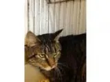 Adopt Boots-Wolverine a Domestic Shorthair  Mixed (short coat) c