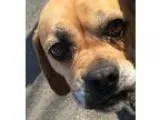 Adopt Mimzey a Beagle Pug