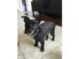 Adopt Cookie a Schnauzer