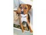 Adopt Quinn a TanYellowFawn - with White Boxer  Mixed dog in Eng