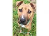 Adopt Begonia a BrownChocolate - with White Boxer  Mixed dog in 