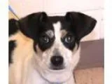 Adopt Flash a Feist Jack Russell Terrier
