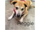Adopt Reggie a Husky Labrador Retriever