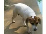 Adopt Lady Bird a Jack Russell Terrier Beagle