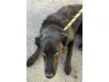 Adopt Bogie a Labrador Retriever  Mixed dog in Reno NV (15266475