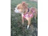 Adopt Zayde a Pit Bull Terrier