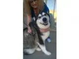 Adopt Nadia a Siberian Husky