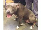 Adopt LYLAH a Pit Bull Terrier  Mixed dog in Wintersville OH (15
