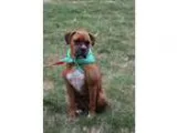 Adopt Kita a RedGoldenOrangeCh estnut - with White Boxer  Mixed 