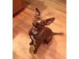 Adopt SIENNA a Brindle - with White American Pit Bull Terrier  M