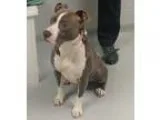 Adopt Starla a GrayBlueSilverSal t and Pepper American Pit Bull 