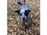 Adopt Jack a Blue Heeler  Mixed dog in Silverdale WA (15071760)