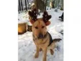 Adopt Princess a German Shepherd Dog Cattle Dog