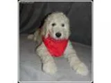 Adopt Muriel a Australian Cattle Dog (Blue Heeler)