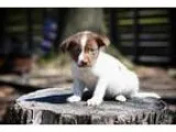 Adopt Pickles a Pit Bull Terrier Terrier