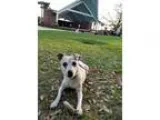 Adopt Betty White (the dog) a Jack Russell Terrier