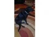 Adopt Shadoe-pending a Black Labrador Retriever  Mixed dog in Ma