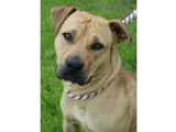 Adopt Kalynn a Shepherd