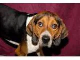 Adopt Duke a Black - with Brown Red Golden Orange or Chestnut Tr