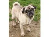 Adopt Vinny a TanYellowFawn - with Black Pug  Mixed dog in Washi