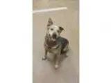 Adopt Leonard a Australian Cattle Dog (Blue Heeler)
