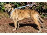 Adopt Dakota a Cattle Dog Whippet