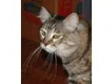 Adopt Bella &quotPurr Baby&quot a Domestic Medium Hair - brown