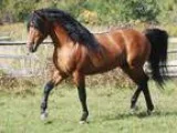 Canadian Stallion At Stud