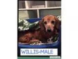 Adopt Mr. Willis (senior discount) a Dachshund