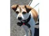 Adopt ZIVA a Jack Russell Terrier
