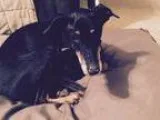 Adopt Mia a Black - with Tan Yellow or Fawn Doberman Pinscher  M