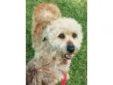 Adopt TUESDAY a White - with Red Golden Orange or Chestnut Wheat