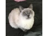 Adopt Elizabeth a Siamese  Mixed (short coat) cat in Akron OH (1