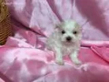 Snowball 4