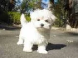 Maltese Puppies MF Available Qtttt