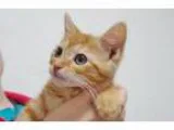 Adopt Miko a Orange or Red Domestic Shorthair  Mixed cat in LaHa
