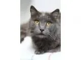 Adopt Shaunessey a Russian Blue