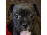 Adopt Mr. Ages a Jack Russell Terrier Terrier