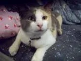 Adopt Jessie Mae a Dilute Calico
