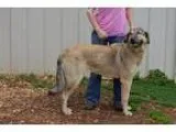 Adopt Lori a German Shepherd Dog