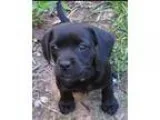 Adopt Daisy May &quotaka Sister&quot a RedGoldenOrangeCh estnut 